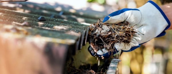 Pine Needle Gutter Cleaning